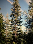 Enlarge photo 134