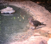 Enlarge photo 140