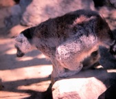 Enlarge photo 141