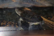 Enlarge photo 23