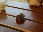 Enlarge photo 11