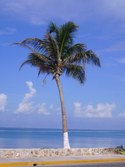 Isla 2006