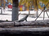 Enlarge photo 17