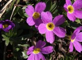 flower pictures