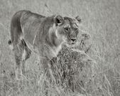 Kenya
