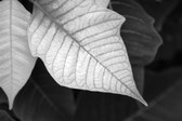 more macro