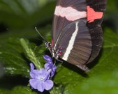 Enlarge photo 7