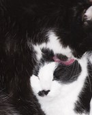 Oscar, Daisy, and Petunia