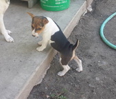 Lil Ranchin Willow