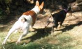 Enlarge photo 166