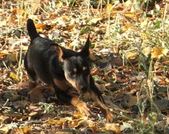 Enlarge photo 156