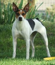 <b>Anna and Prince 2008 Breeding