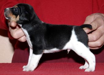 <b>THE CHRISTMAS GIFT BABIES FOUR WEEKS