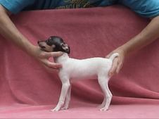 ANGEL/ANDANTE LITTER