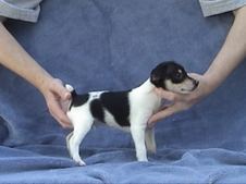 BELLE/RALPH LITTER