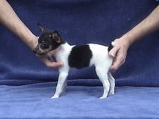 KATY/CHEVY LITTER