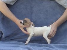 LOUISE/BUDDY LITTER