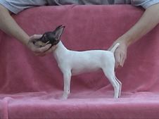 SHOW PUPPIES/LITTERS