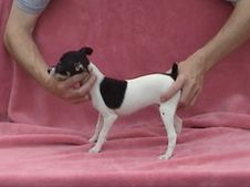 WILMA/POSSEY LITTER