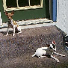 DEVIL DELITES KENNELS