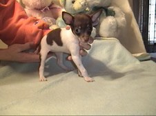 PUPPIES FROM THE PAST.2005