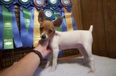 PUPPIES FROM THE PAST 2002
