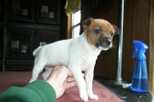 PUPPIES FROM THE PAST 2003