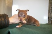 PUPPIES FROM THE PAST 2004