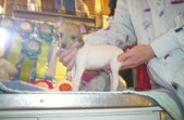 Enlarge photo 21