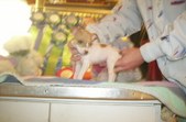 Enlarge photo 23