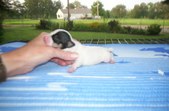 Enlarge photo 126