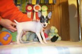 Enlarge photo 269