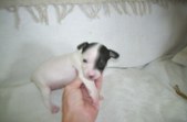Enlarge photo 129