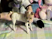Enlarge photo 297