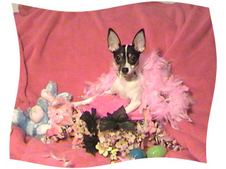 PUPPIES FROM THE PAST 2007