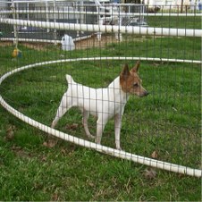 MY TOY FOX TERRIER ADULTS