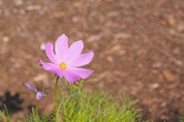 Enlarge photo 91