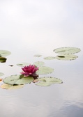 Enlarge photo 97