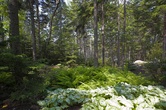 Enlarge photo 99