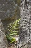 Enlarge photo 103
