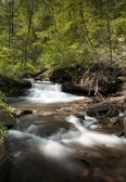 Rickett's Glen (May 2006)