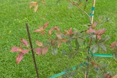 Enlarge photo 2