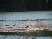 Enlarge photo 74