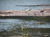 Enlarge photo 73