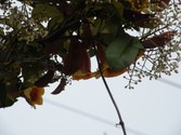 Enlarge photo 176
