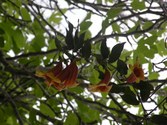 Enlarge photo 175