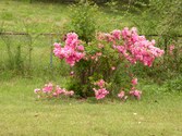 Enlarge photo 174