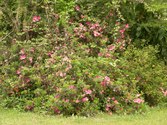 Enlarge photo 173