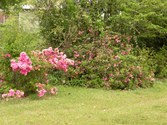 Enlarge photo 172