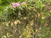 Enlarge photo 169